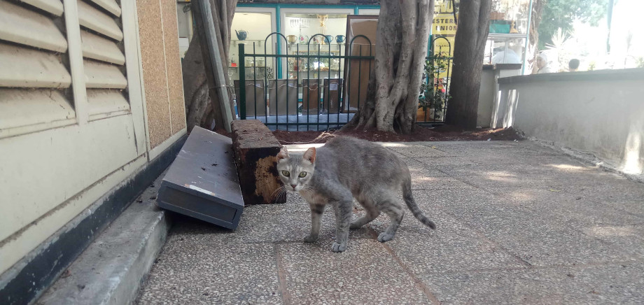 חתולי רחוב