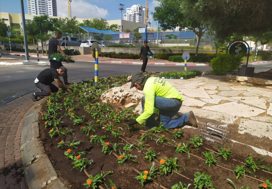 שנת שמיטה