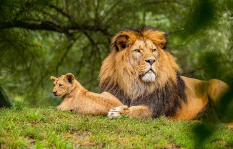 מינימום לוגיסטיקה, מקסימום ספארי: בואו לראות את האריות של קניה מקרוב