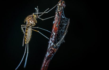 איך נפטרים מהיתושים בקיץ? הכול על קטלן יתושים ואיך הוא יכול לעזור גם לכם